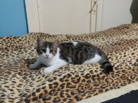 6 aylık dişi kedi Wanda