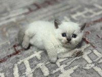 Oyuncu Safkan Sağlıklı british shorthair yavrular