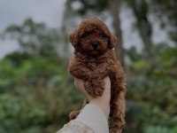 Aşılı orjinal ev üretimi poodle bina yaşantısına uyumlu