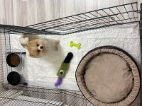 3.5 aylık ayı surat pomeranian boo