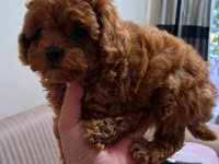 TOY KORE VE TEACUP OLMAK UZERE KIVIR KIVIR BOY BOY KÖPEKLER
