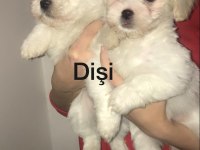 Maltese terrier bebekler 45 günlük