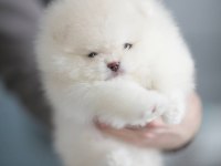 Pomeranian boo teddy face