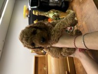 Harika Red Brown Toy Poodle
