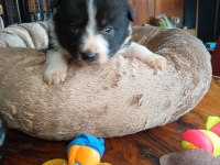 Mükemmel kalitede border collie bebekler için acele edin