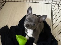 LİLAC GRİ RENK ERKEK CHİHUAHUA