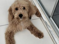 Köpeğimizi Sahiplendirme