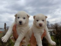 Husky (sibirya kurdu) yavrularımız