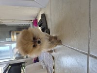 Erkek 2 Aylık Yavru Pomeranian