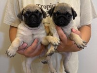 Erkek 3 Pug Yavrumuz