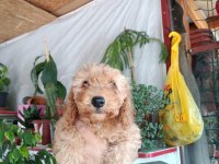 POODLE YAVRUMUZ YENİ YUVASINI ARIYOR