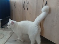 Ücretsiz sahiplendirilecek british shorthair