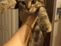 Safkan scottish fold yavrumuzu sahiplendiriyoruz