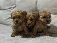 Evinizin Neşesi Poodle Yavrular 