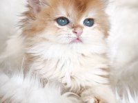 Show kalite dişi british longhair