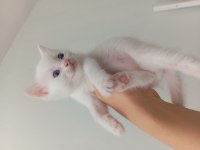 British shorthair yavru
