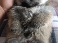 Pomeranian Boo Erkek Ve Dişi Yavrularımız