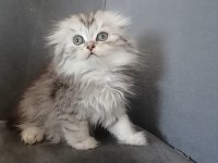 Minnoş Kedilerim