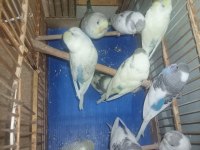 Yeni yeme düşmüş muhabbet kuşu yavrular eğitmelik