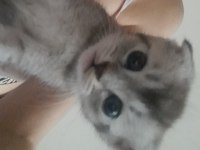 3 Aylık scottish fold