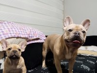 French Bulldog Eş Arıyoruz