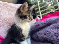 3 Aylık Orman Rengi Maine Coon Erkek