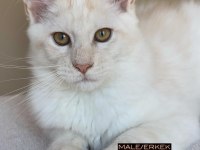 Her İle Bizzat Teslim Xxl 3 Aylık Maine Coon Yavruları