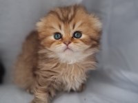 Çikolata Golden British Longhair Yavrularımız