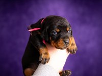 En İyisi Doberman Yavrular