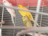 Muhabbet kuşu lutino albino bunlar takım diğeri erkek