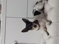 Köpeğimi sahiplendiriyorum