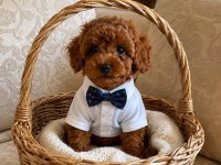 KÜÇÜK POODLE ŞEKERLER