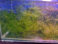 Najas Guadupensis Guppy Grass Canlı Bitki