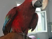 Ara macaw 3 yaşında