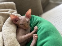 3 aylık erkek Kanada sphynx