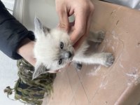 Scottish fold 2 aylık yavru