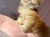 British Longhair Erkek Kedim