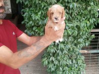 Maltipoo yavrularımız