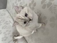 1 yaşında satılık boncuk kedimiz