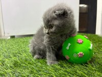 Irk Ve Sağlık Garantili Scottish Fold
