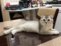 Orjinal saf kan scottish fold bebekler