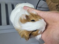 Çok sevimli ve uysal ginepigler fethiyede