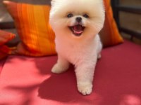 Pomeranian boo teddy face dişi erkek yavrularımız