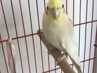 Acil sultan papağanı sahiplendiricem termedeyim