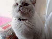 11 aylık british shorthair