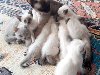 Safkan siyam kedisi yavrulari