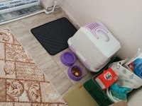 British 3 aylık dişi british shorthair