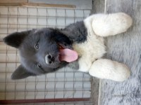 Amerikan Akita Yavru