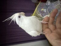 Sultan papağanı albino