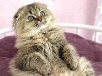 Scottish fold highland golden dişi